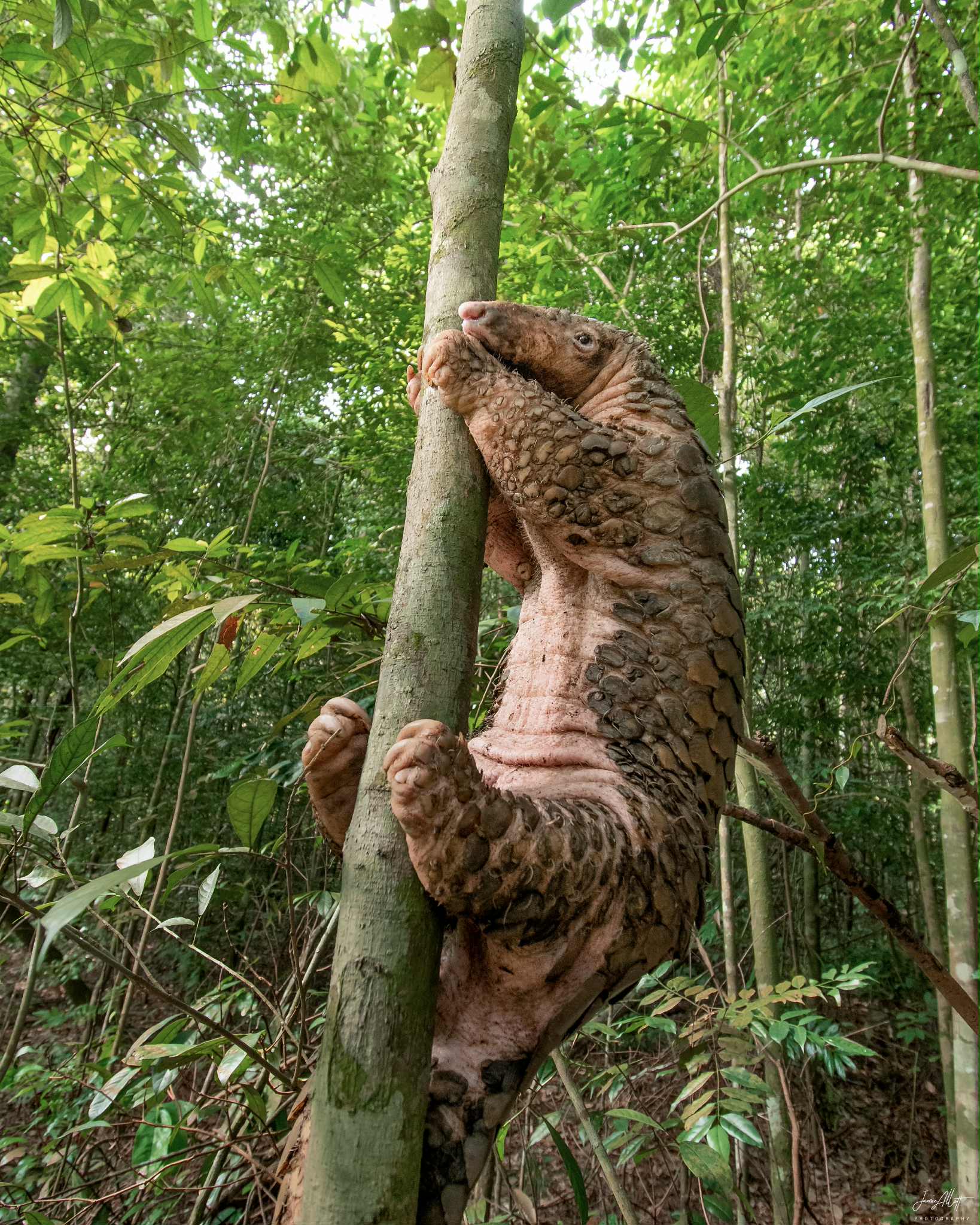 pangolin tree trunk