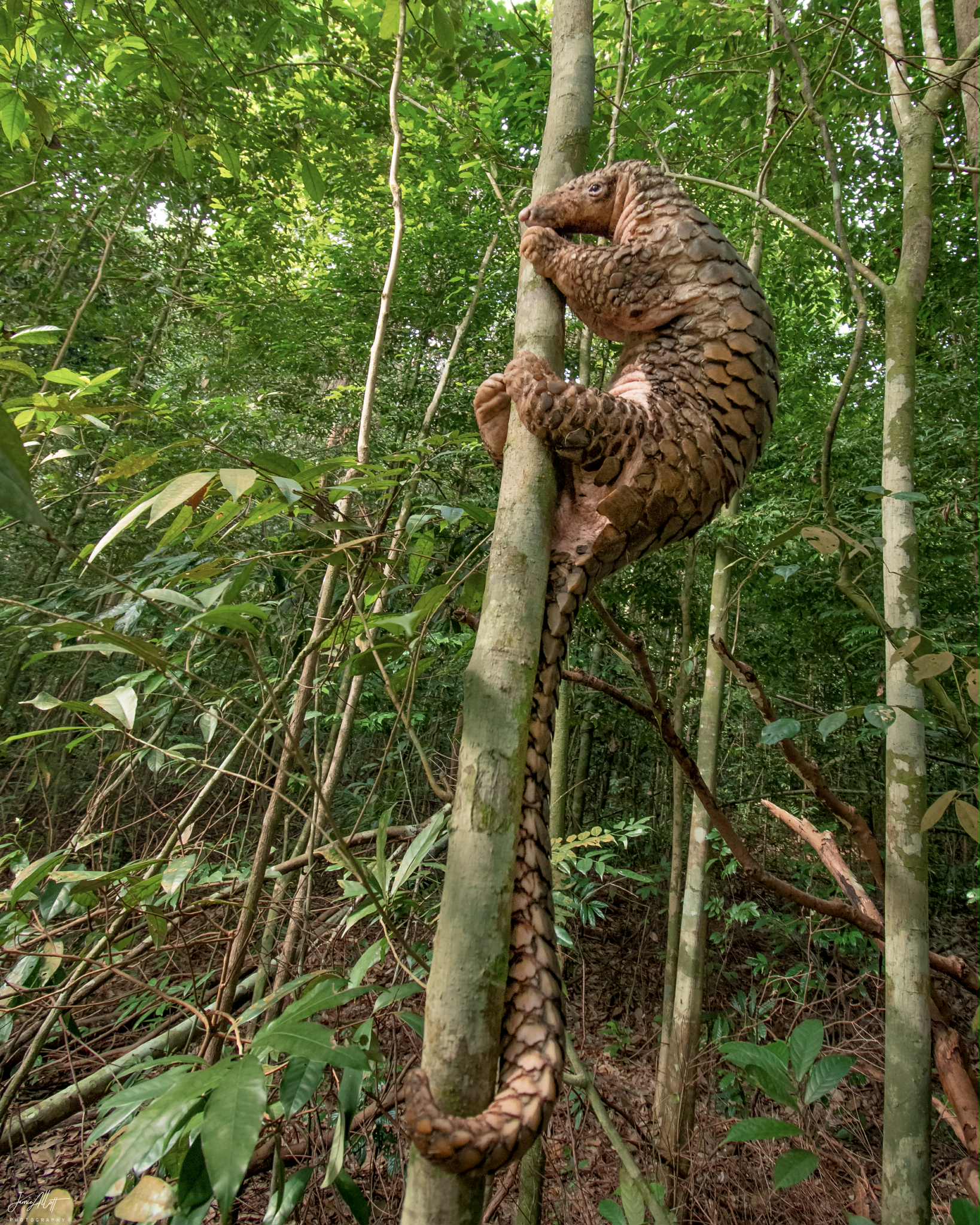 pangolin tree trunk