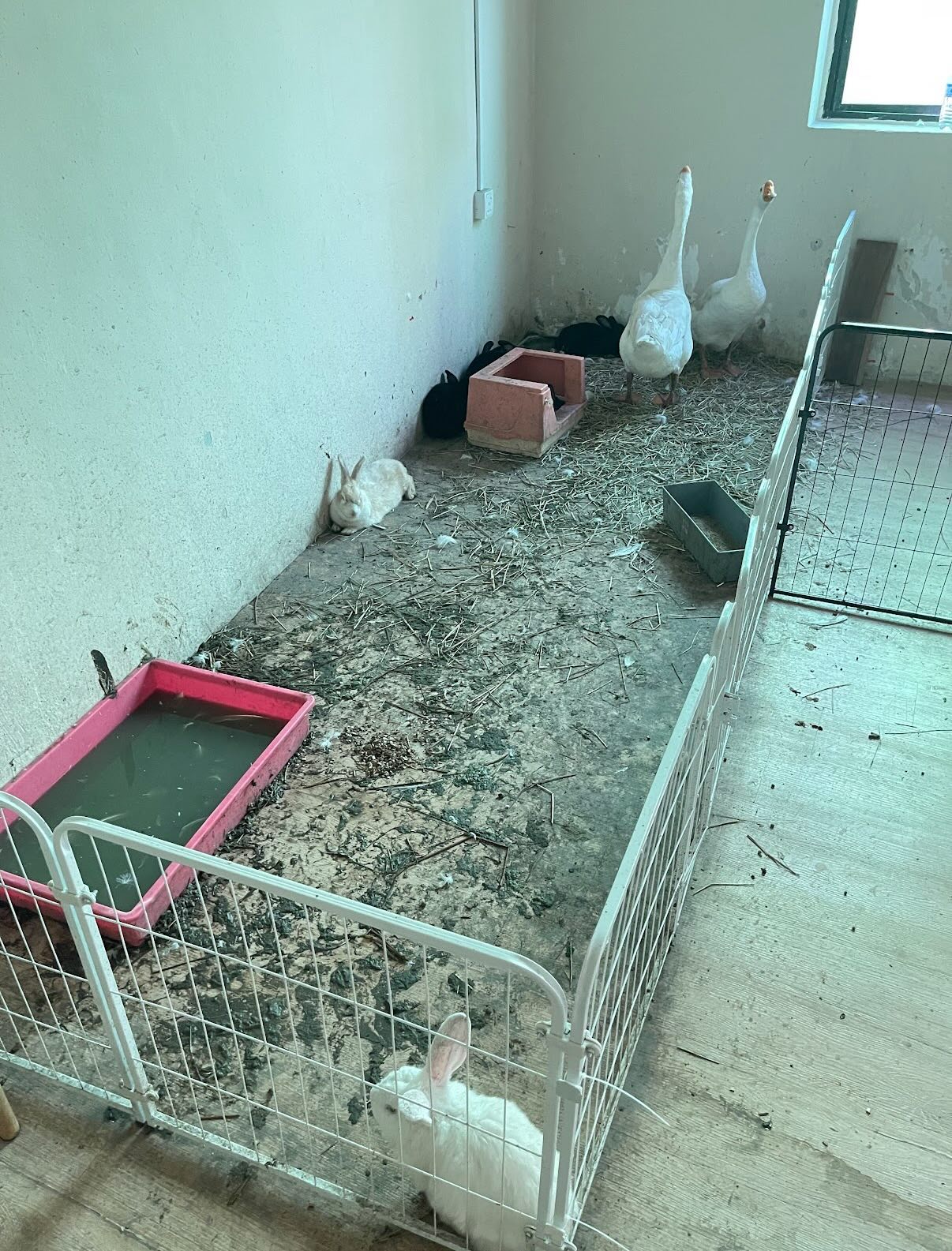 pet cafe closed hygiene (3)