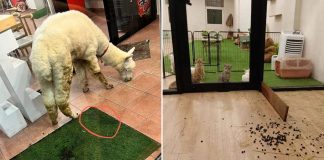 pet cafe closed hygiene