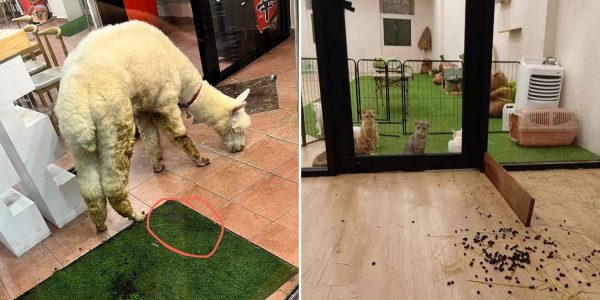 pet cafe closed hygiene