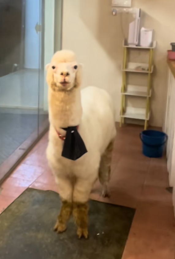 pet cafe closed hygiene