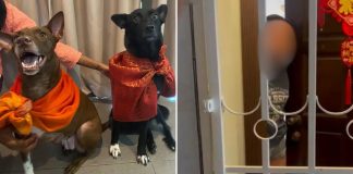 pet sitter uncontactable (1)