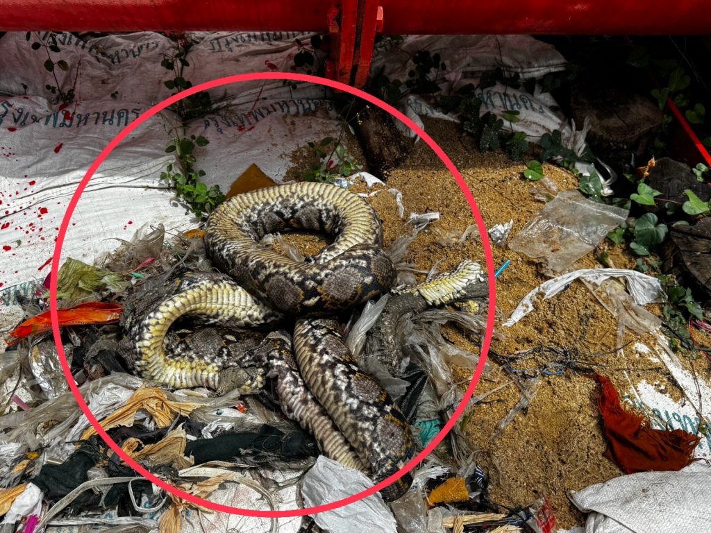 Large python found clogging water pump in Thailand following ...