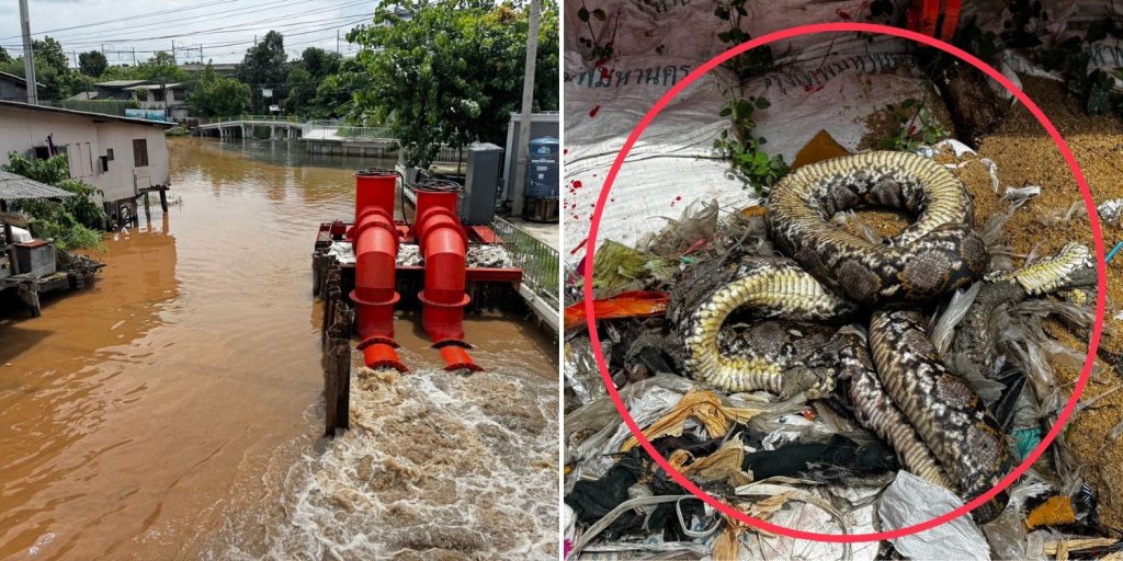 Large python found clogging water pump in Thailand following ...