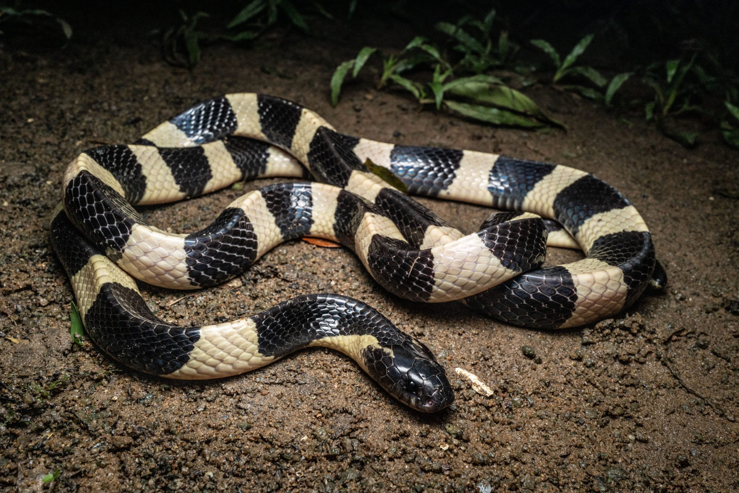 singapore's venomous snakes