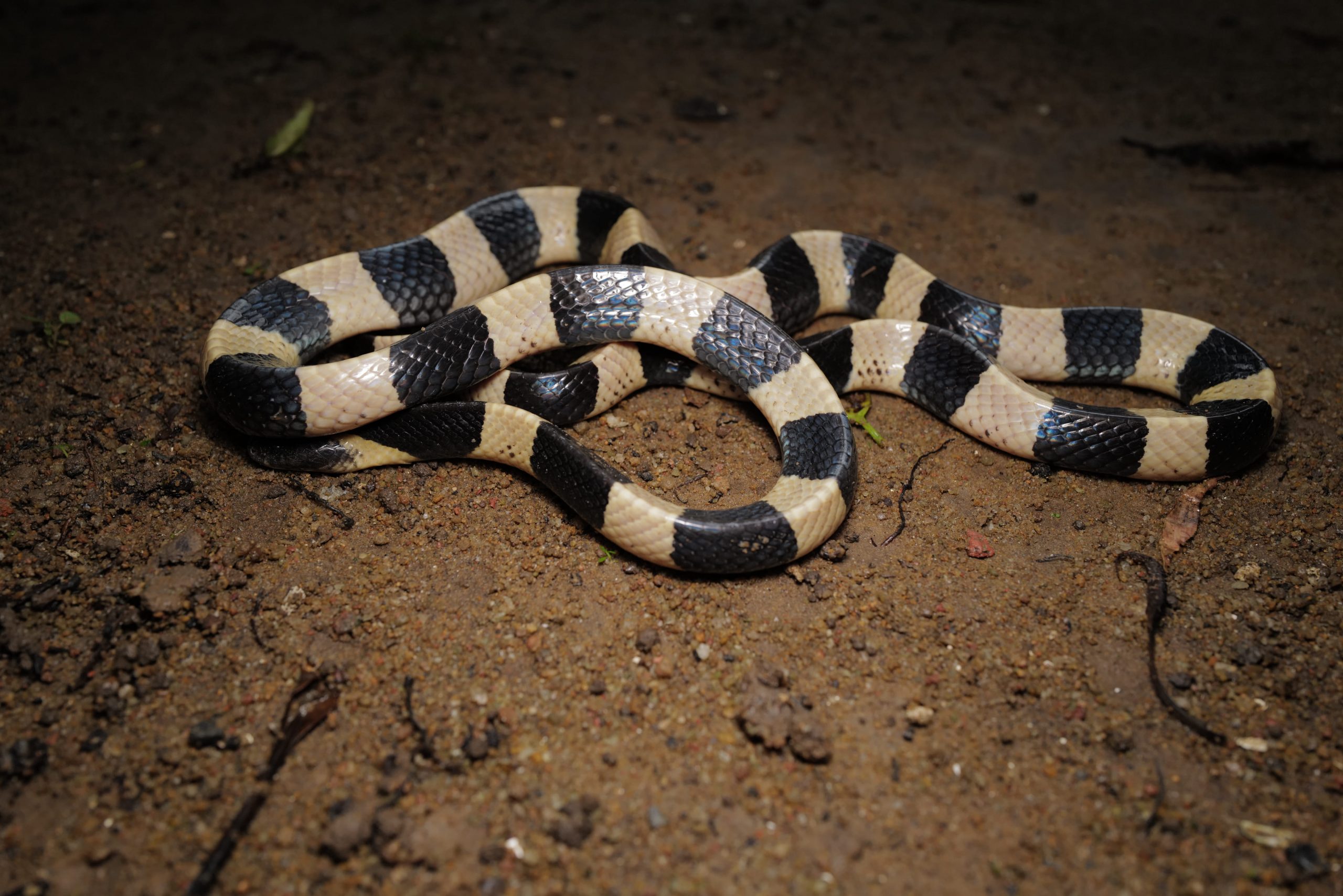 singapore's venomous snakes