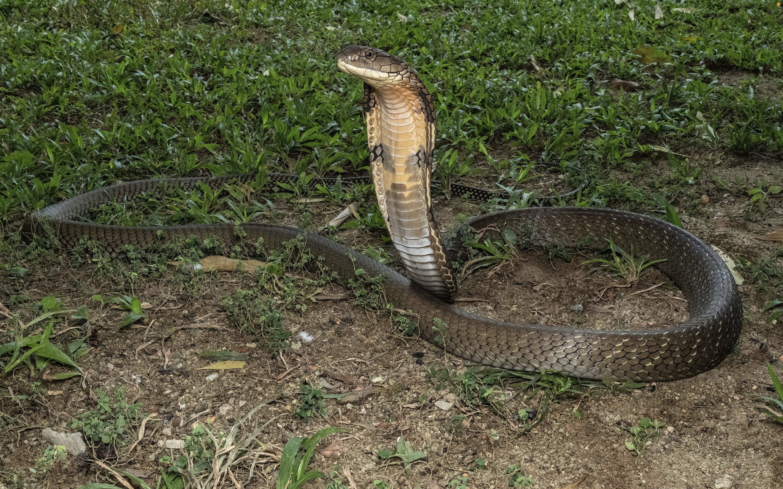 singapore's venomous snakes