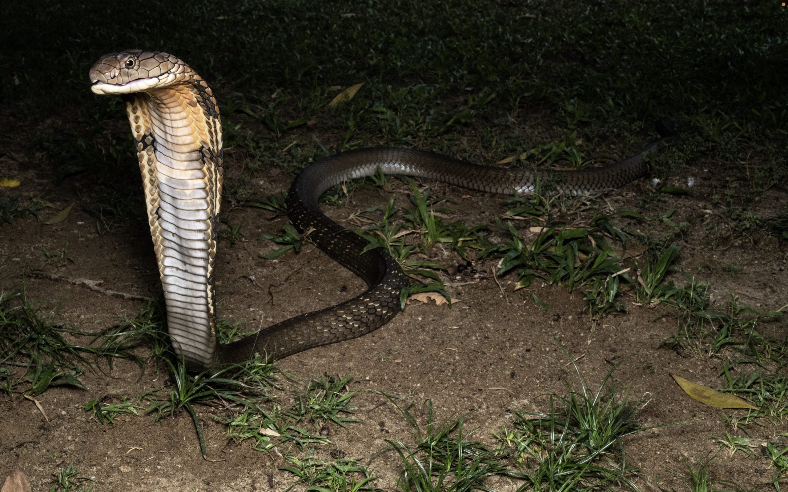 singapore's venomous snakes