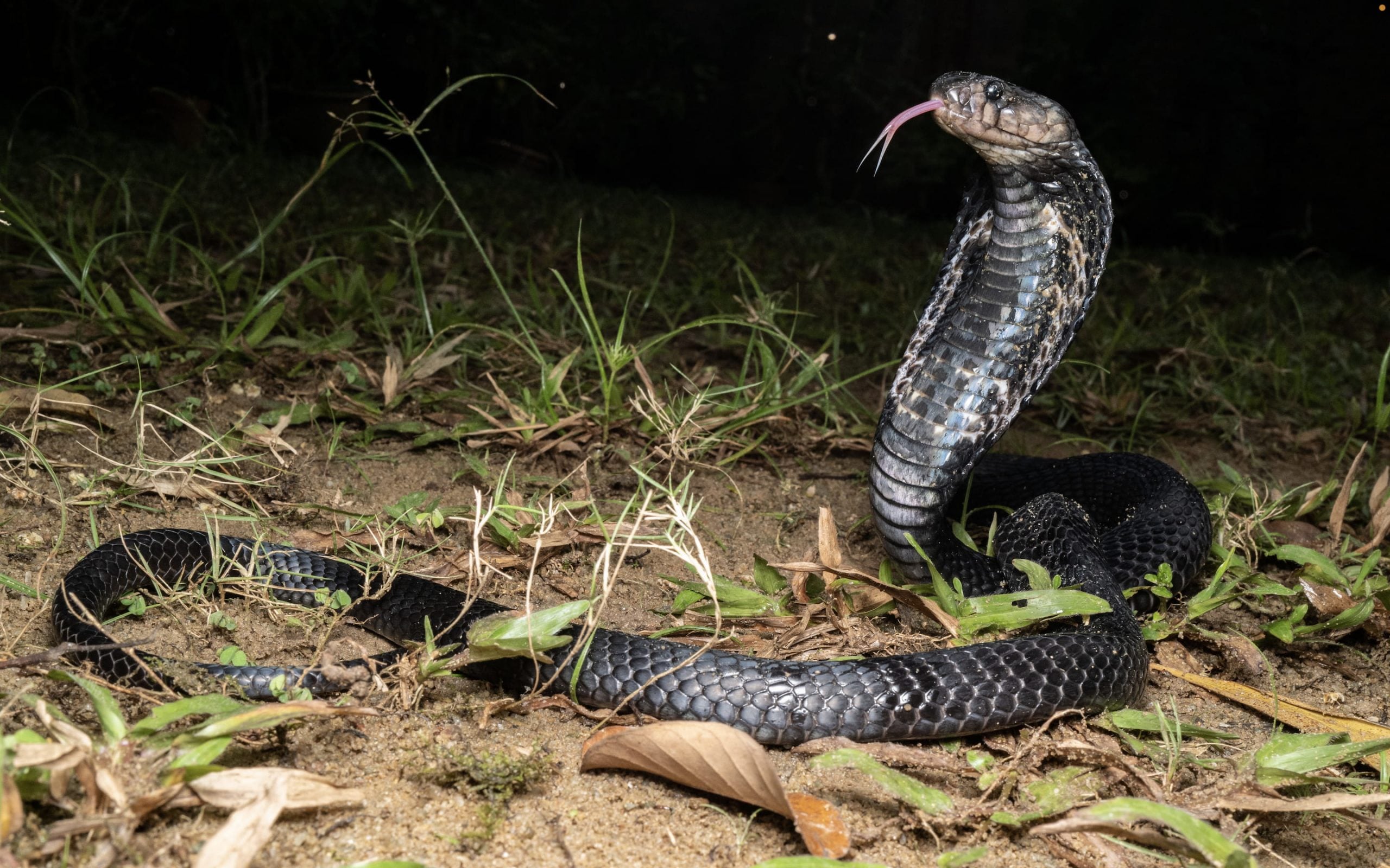 singapore's venomous snakes