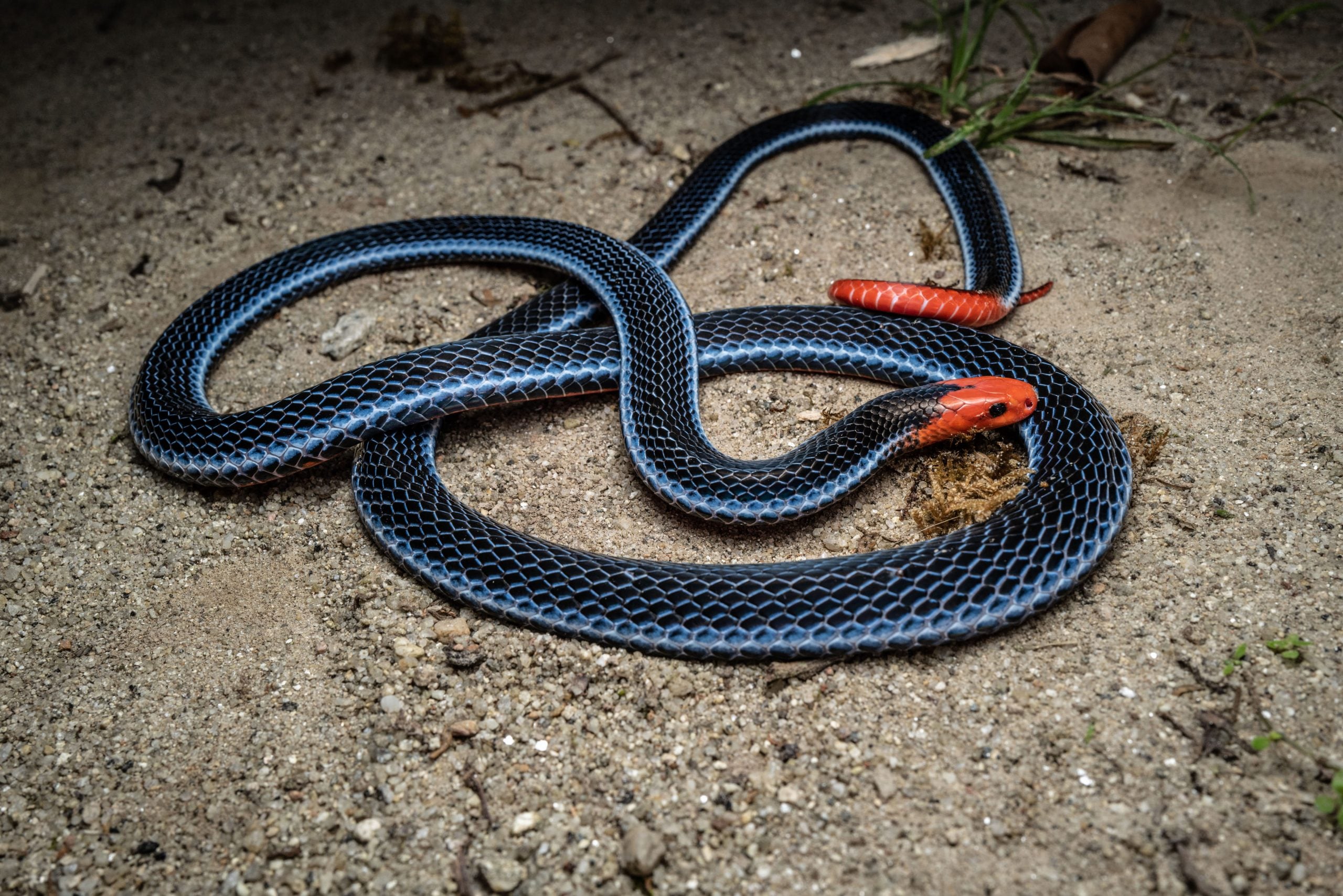 singapore's venomous snakes