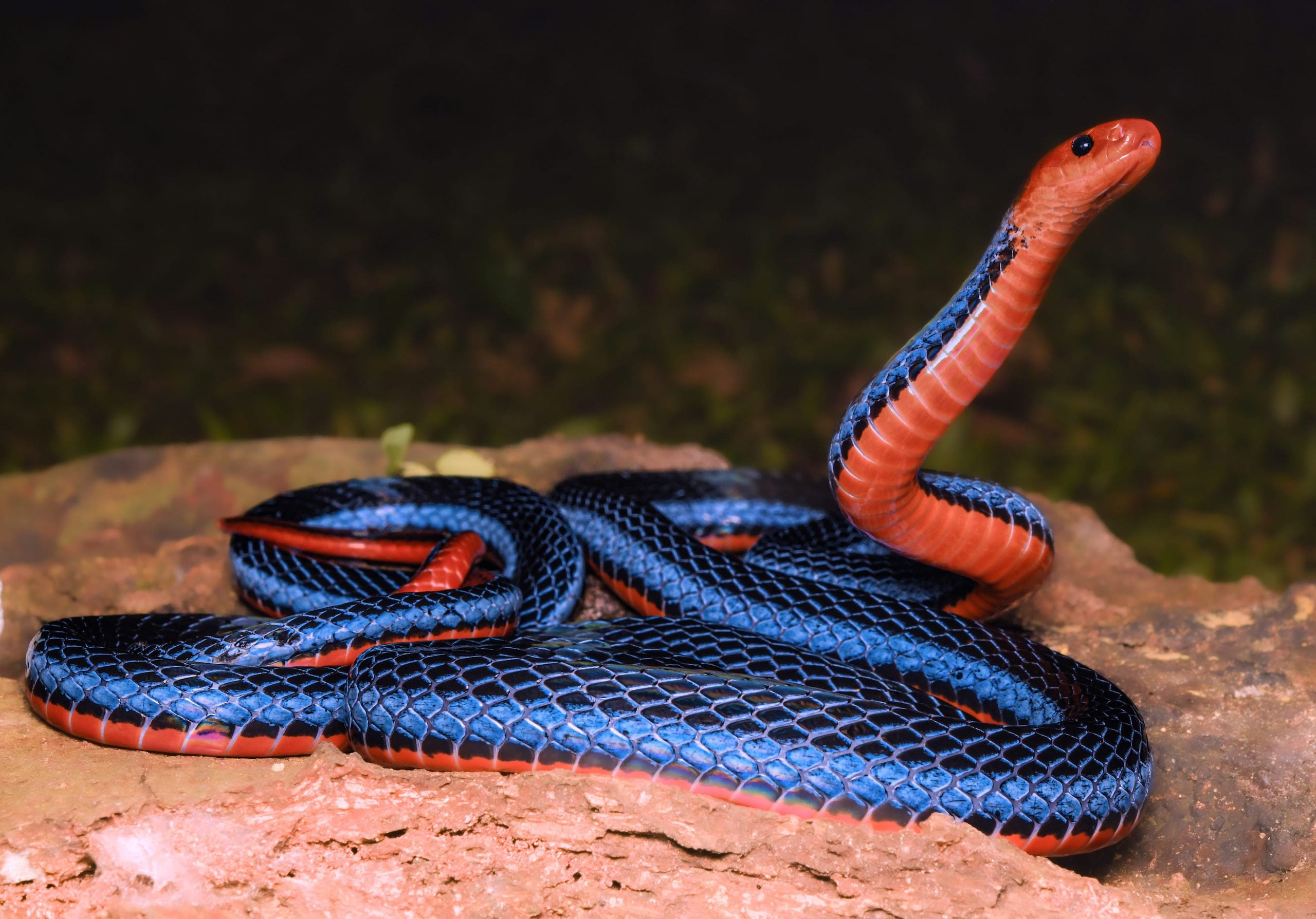 singapore's venomous snakes