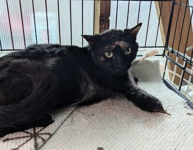 stray cats missing leg 1