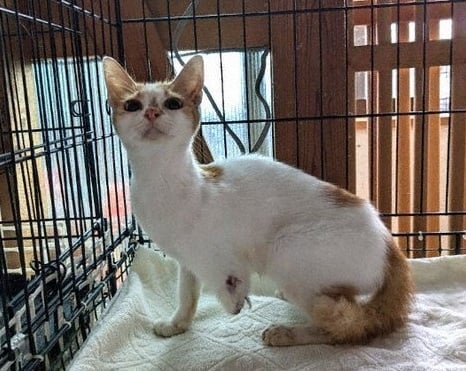 stray cats missing leg 2