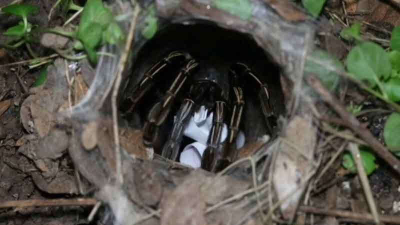 tarantula numbers lottery (1)