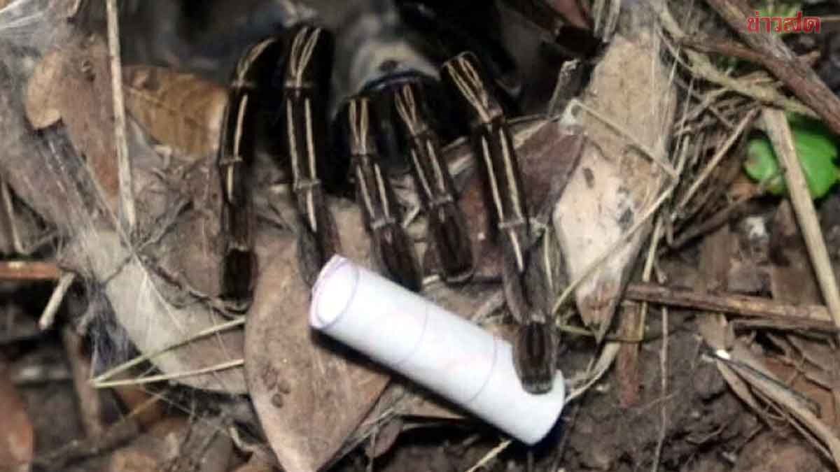 tarantula numbers lottery (2)