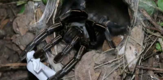 tarantula numbers lottery