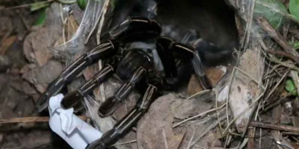 tarantula numbers lottery