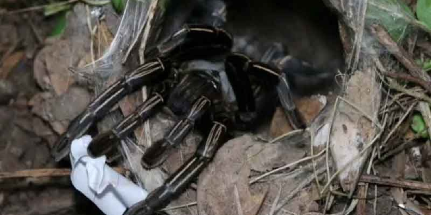 tarantula numbers lottery