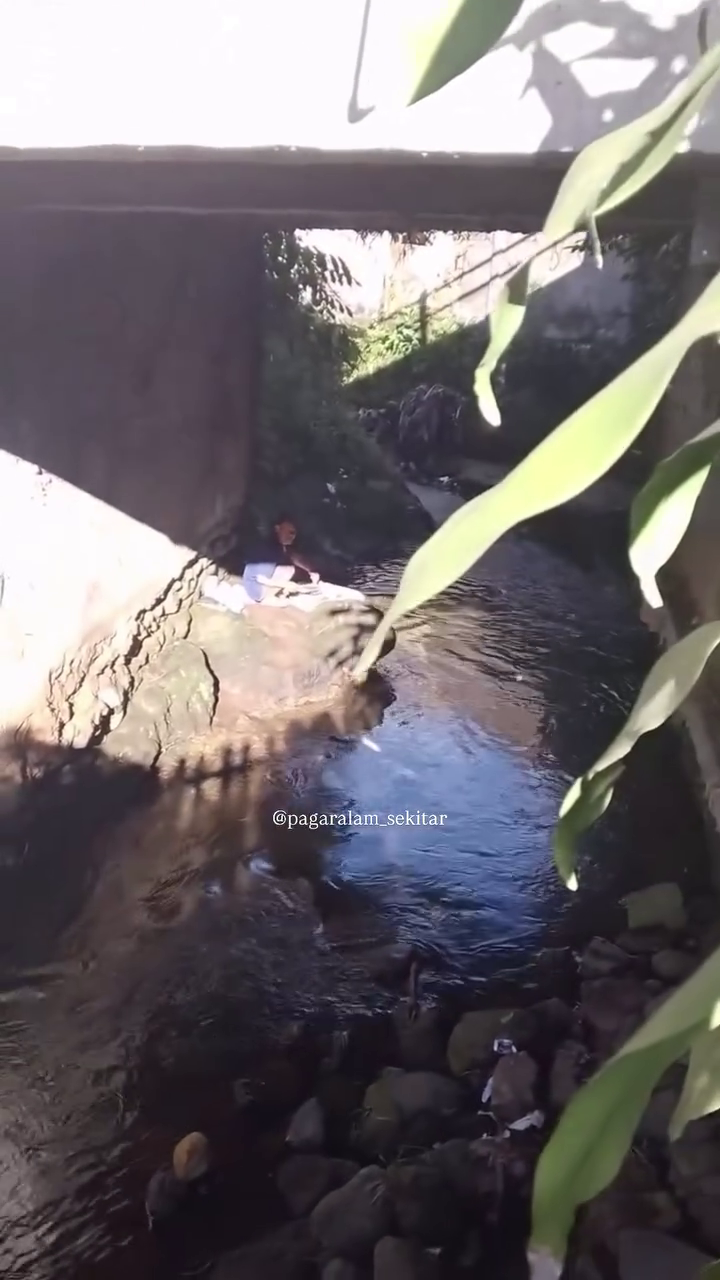 sells cats lamb butcher