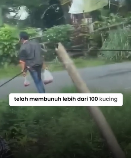 sells cats lamb wandering