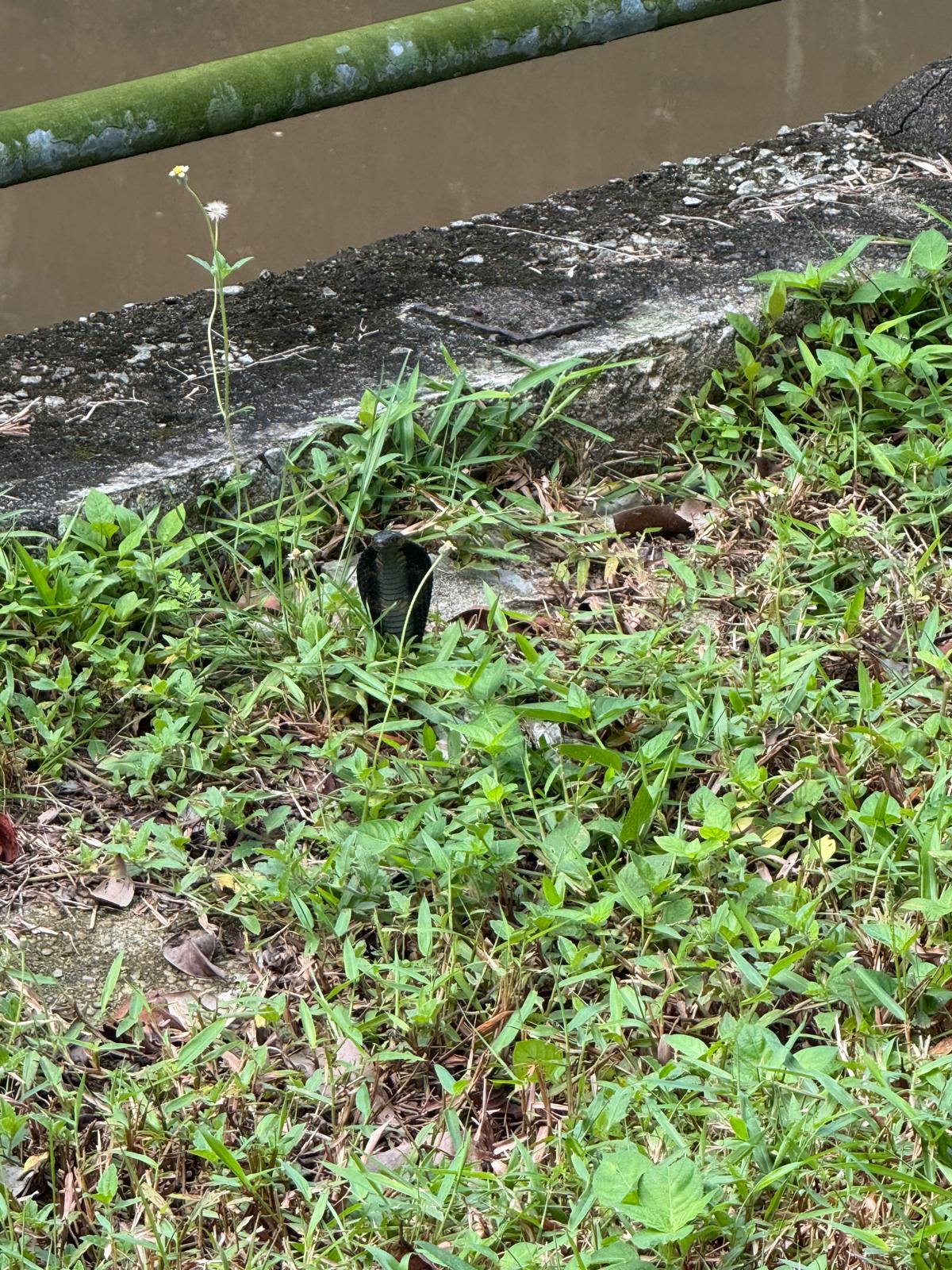 spitting cobra school