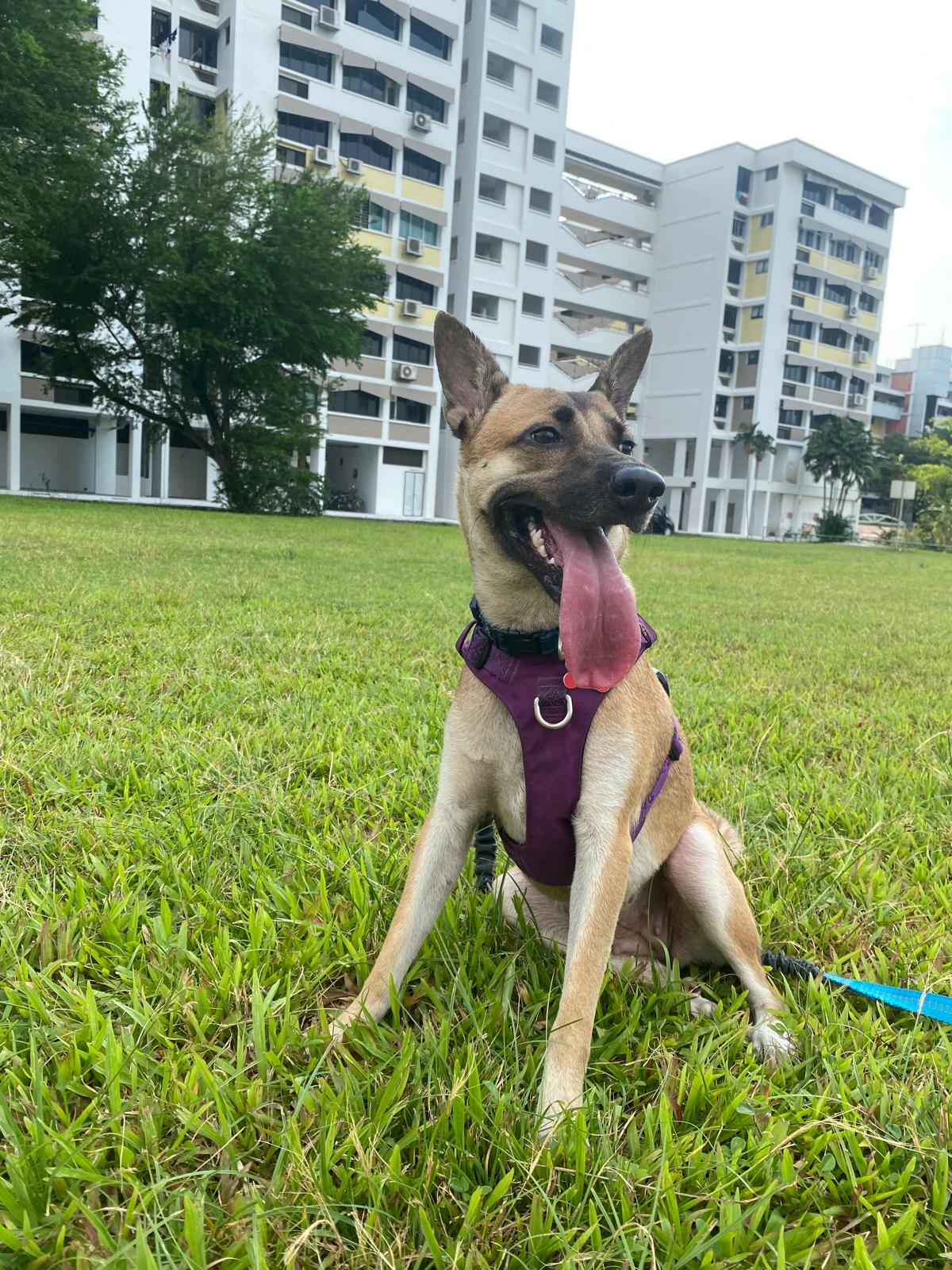 spitting cobra school