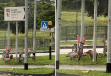 wild boars