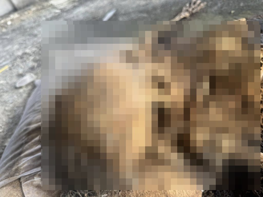 human skeleton lost phone