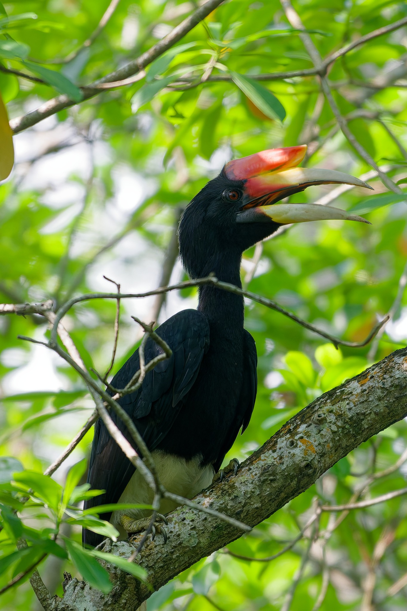rhinoceros hornbill