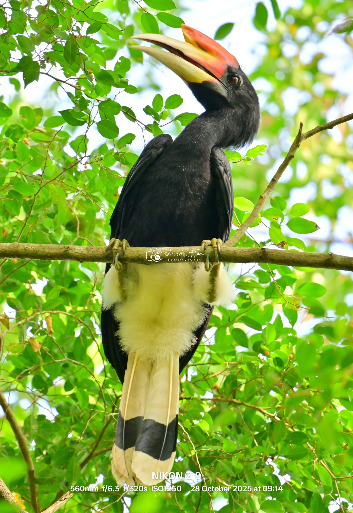 rhinoceros hornbill