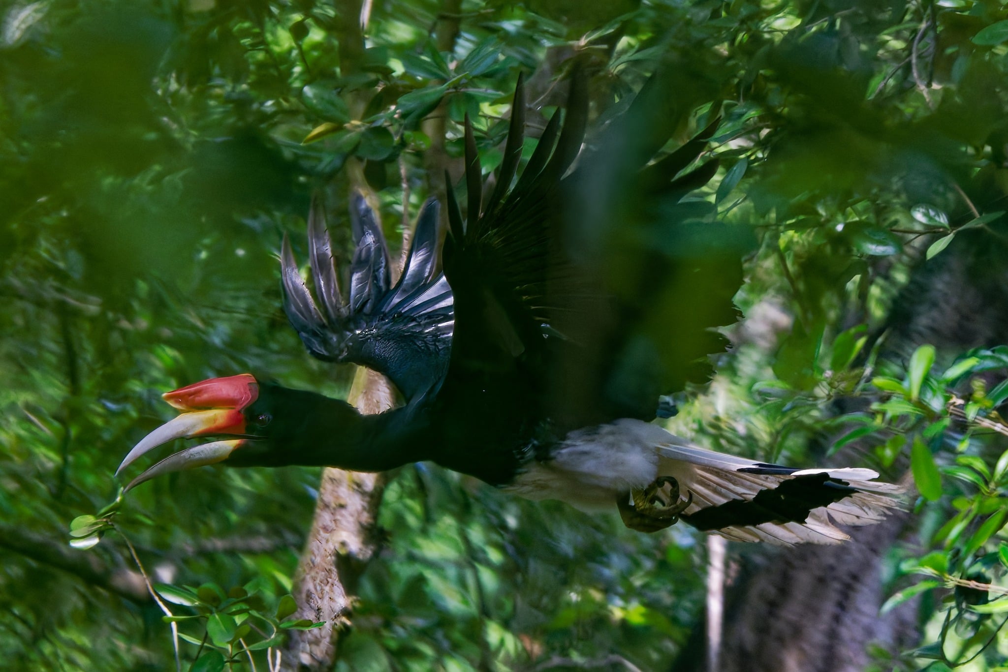 rhinoceros hornbill