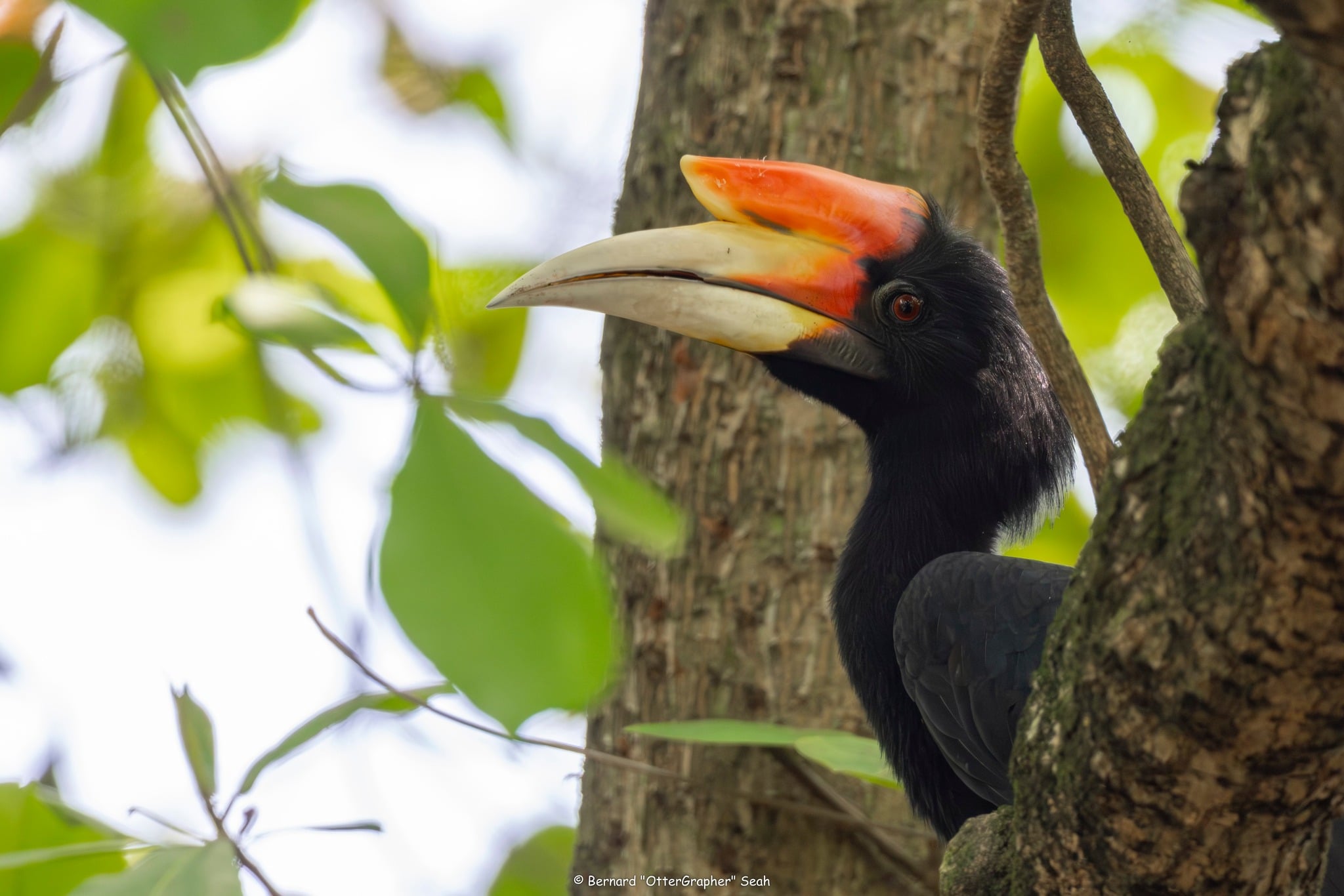 rhinoceros hornbill