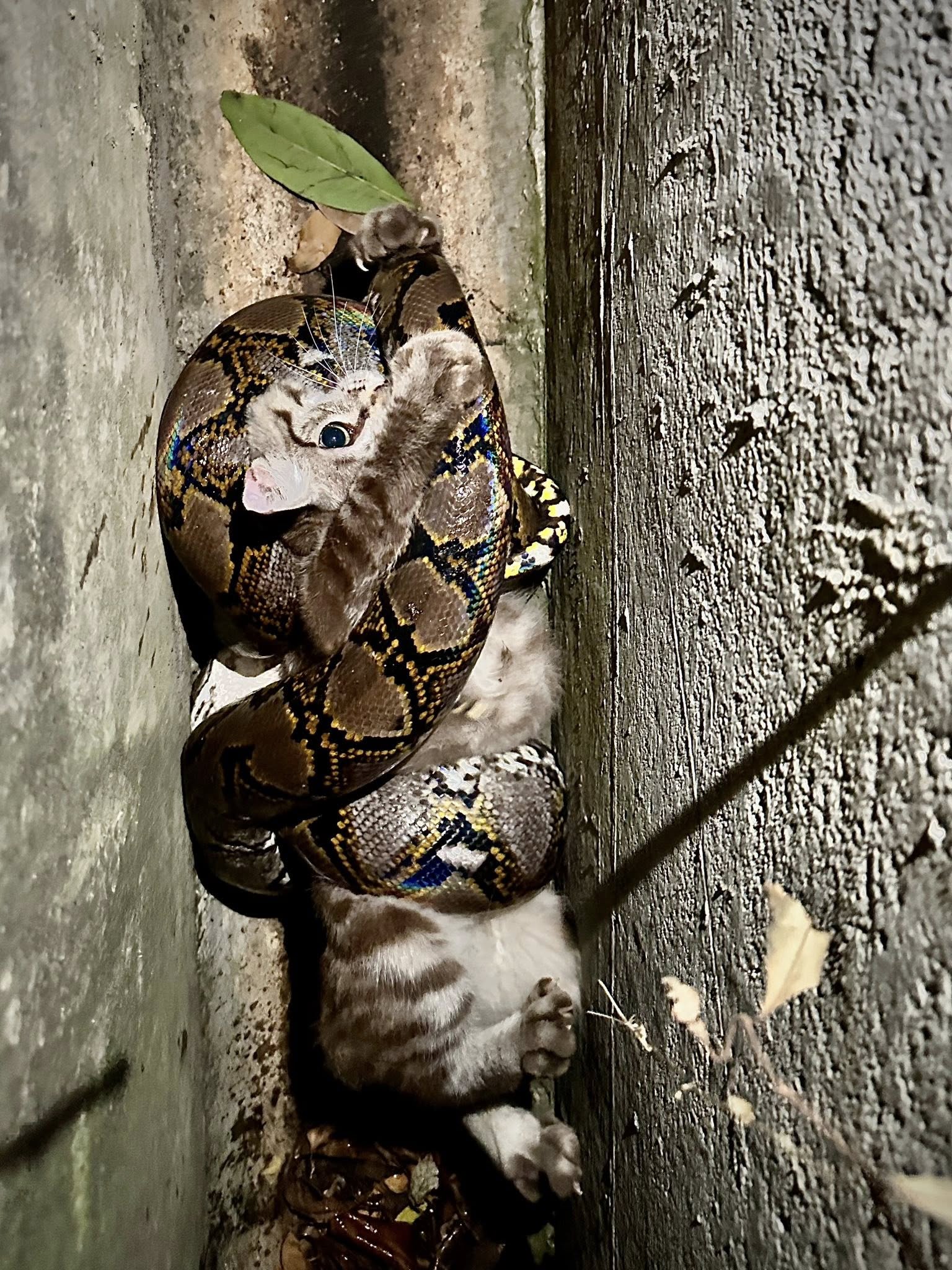 python cat