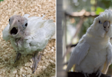 Philippine cockatoo