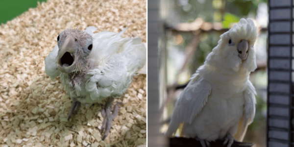 Philippine cockatoo
