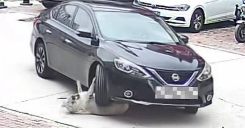 china dog run over