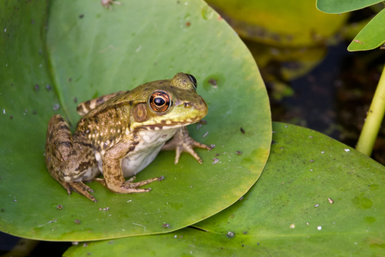 china woman frogs 