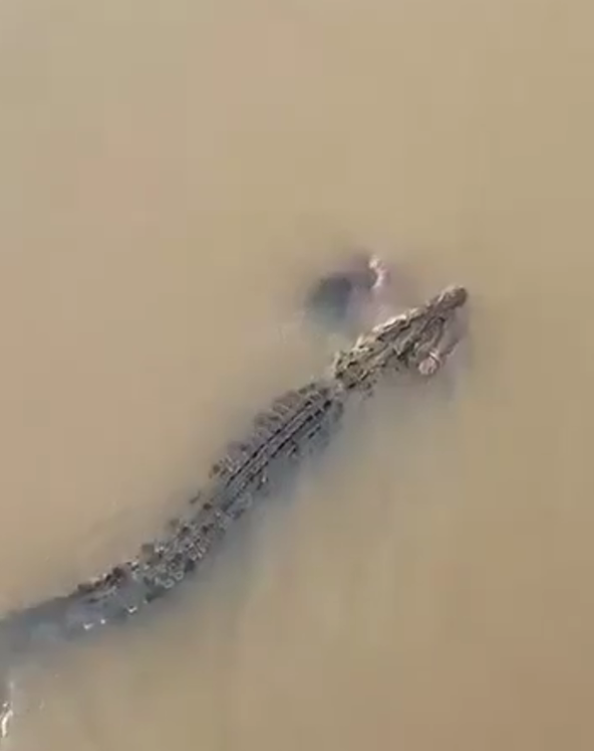 india woman crocodile