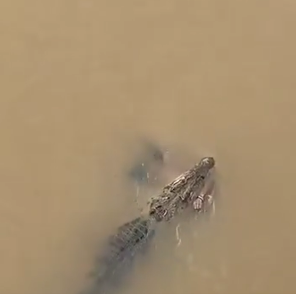 india woman crocodile