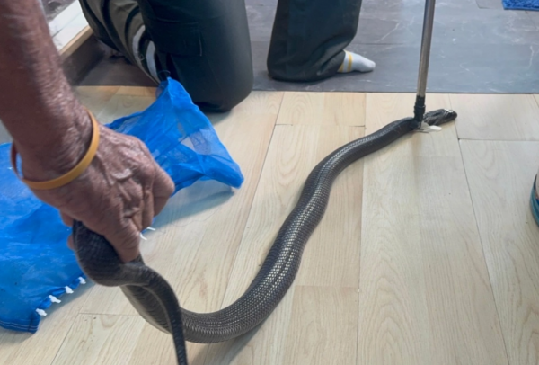 man grandmother cobra