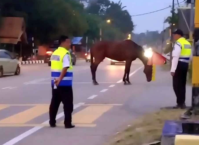 motorcyclist horse crossing road