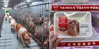 Taiwan pork