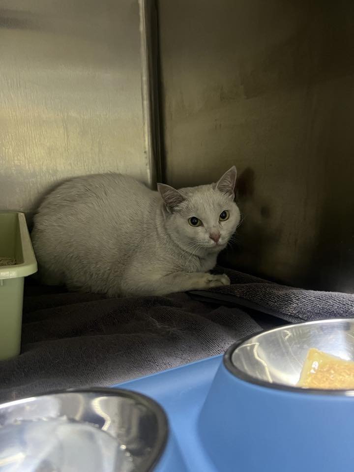 cats survive fire home vet