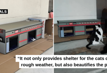 community cats