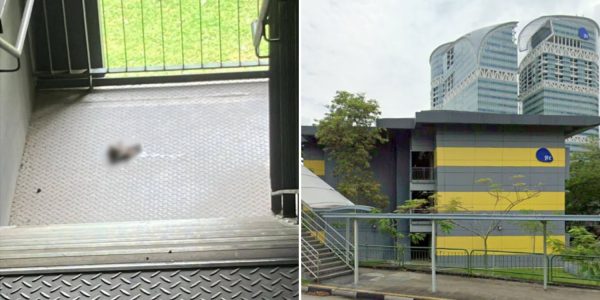 dismembered cat ayer rajah