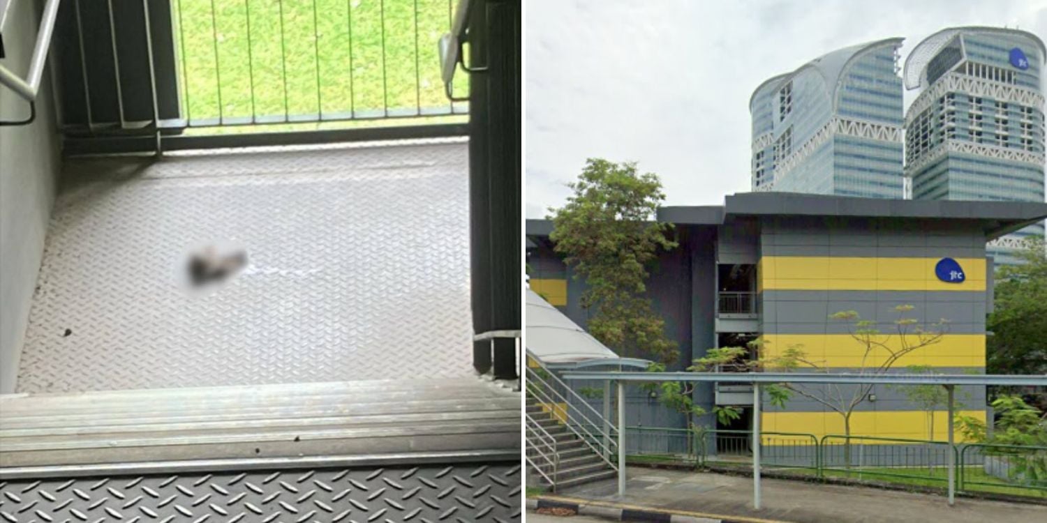 dismembered cat ayer rajah