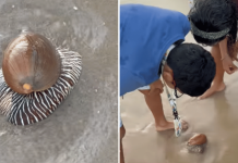 endangered snail