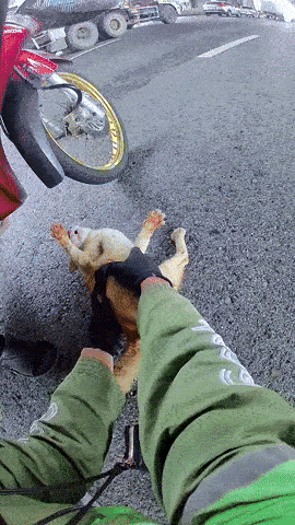 motorcyclist cat highway