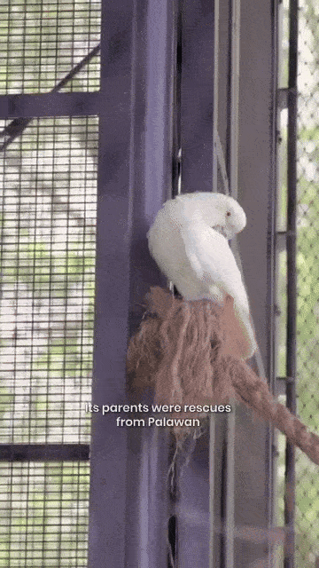 Philippine cockatoo